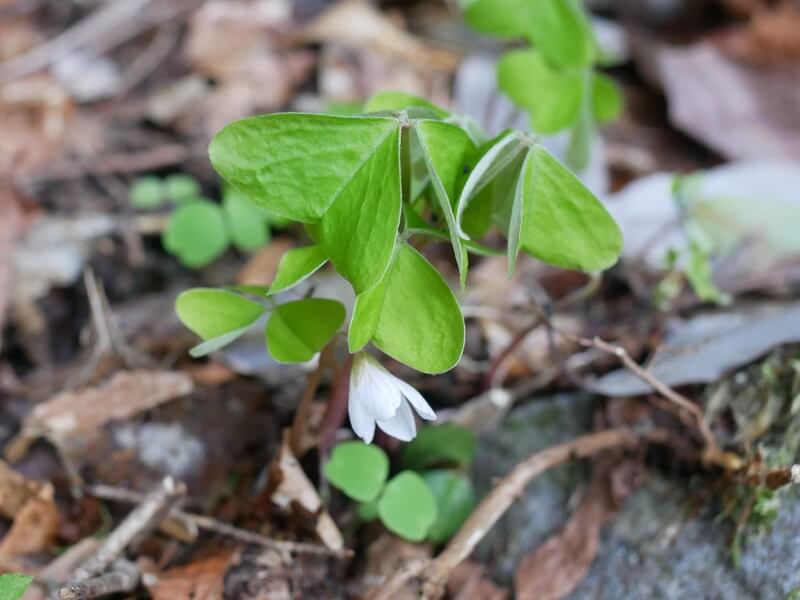 就眠運動する植物とは！？ | 逆境で咲く花のように強く生きる